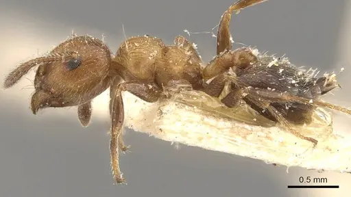 Crematogaster thalia - CASENT0908395