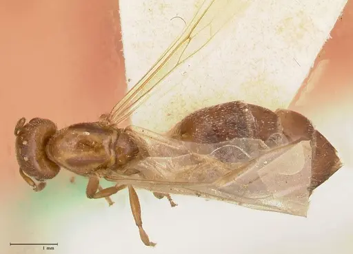 Crematogaster thalia - FOCOL0644