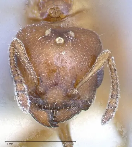 Crematogaster thalia - FOCOL0644