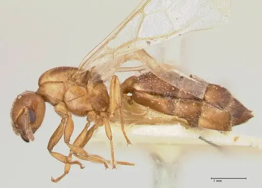 Crematogaster thalia - FOCOL0644