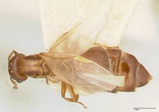 Crematogaster thalia - FOCOL0645-1