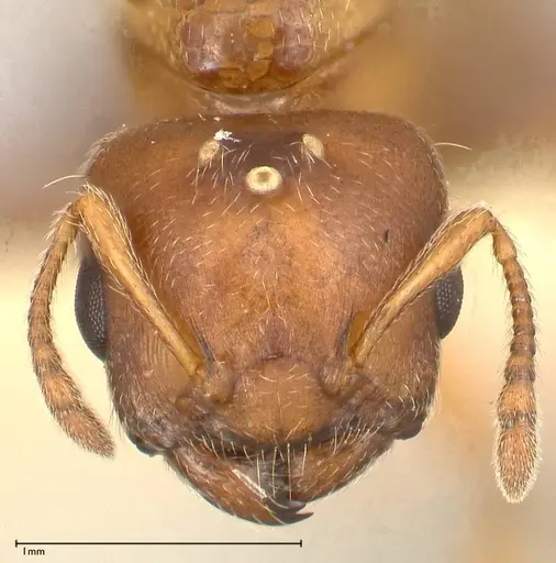 Crematogaster thalia - FOCOL0645-1