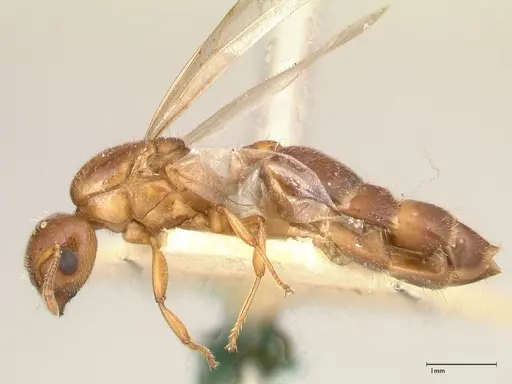 Crematogaster thalia - FOCOL0645-1
