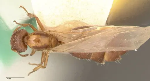 Crematogaster thalia - FOCOL0645-2