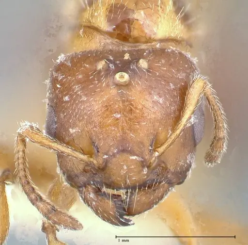Crematogaster thalia - FOCOL0645-2
