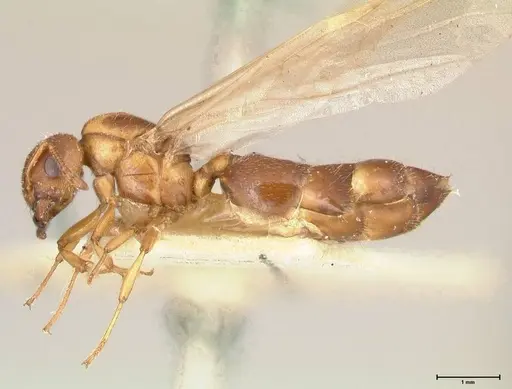 Crematogaster thalia - FOCOL0645-2