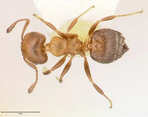 Crematogaster thalia - FOCOL0646-1