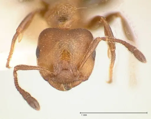 Crematogaster thalia - FOCOL0646-1