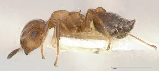 Crematogaster thalia - FOCOL0646-1