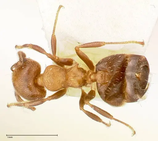Crematogaster thalia - FOCOL0646-2