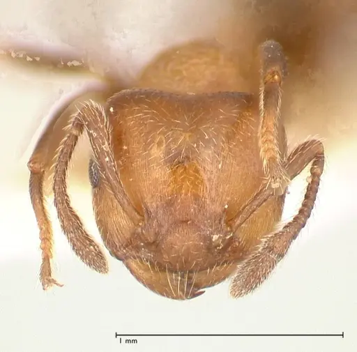 Crematogaster thalia - FOCOL0646-2