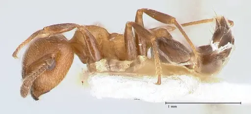 Crematogaster thalia - FOCOL0646-2