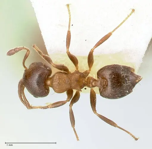 Crematogaster thalia - FOCOL0647-1