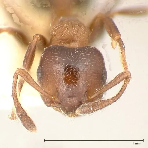 Crematogaster thalia - FOCOL0647-1