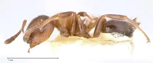Crematogaster thalia - FOCOL0647-1