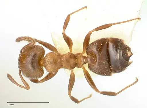 Crematogaster thalia - FOCOL0647-2