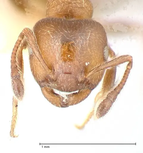Crematogaster thalia - FOCOL0647-2