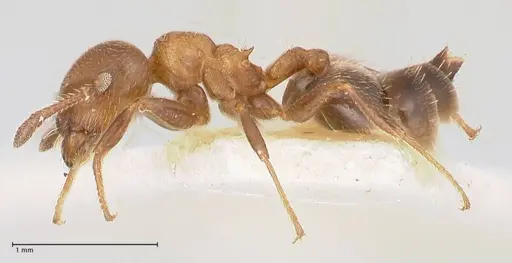 Crematogaster thalia - FOCOL0647-2