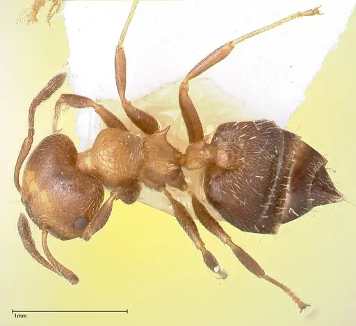Crematogaster thalia - FOCOL0647-3