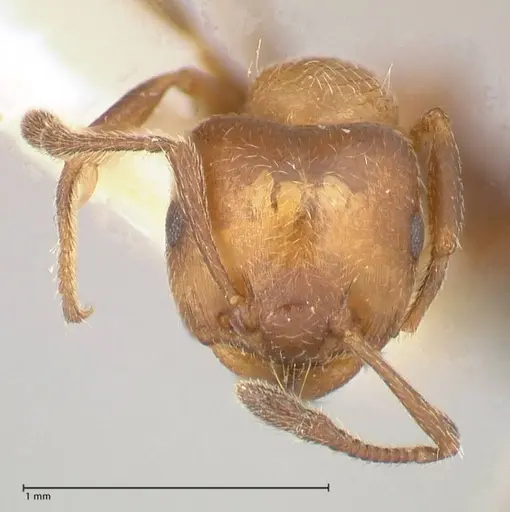 Crematogaster thalia - FOCOL0647-3
