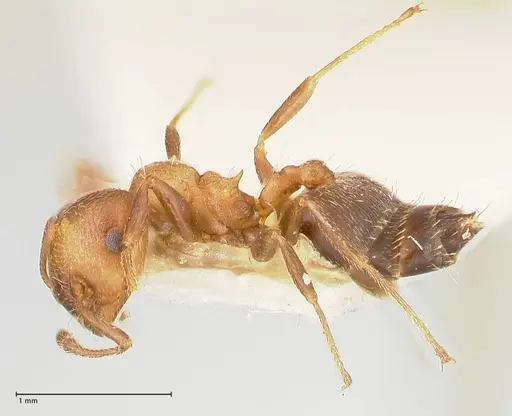 Crematogaster thalia - FOCOL0647-3