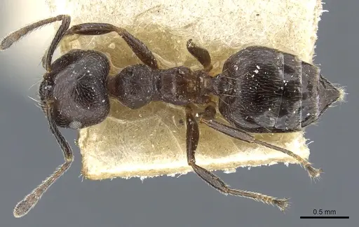 Crematogaster theta specimen