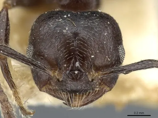Crematogaster theta specimen