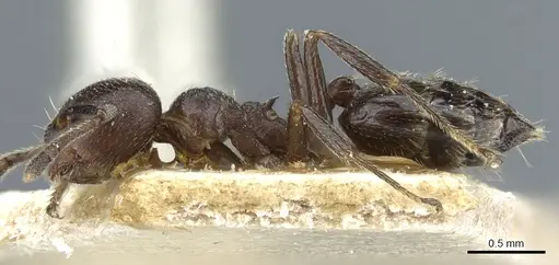 Crematogaster theta specimen