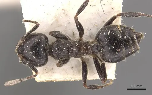 Crematogaster theta - CASENT0908632