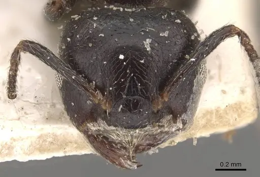 Crematogaster theta - CASENT0908632