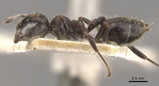 Crematogaster theta - CASENT0908632