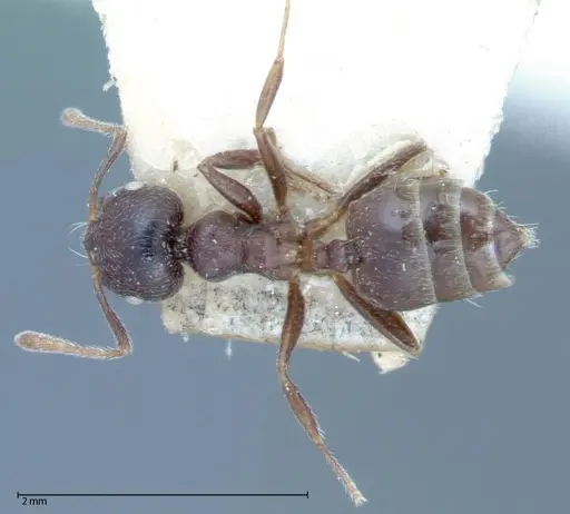 Crematogaster theta - FOCOL0061