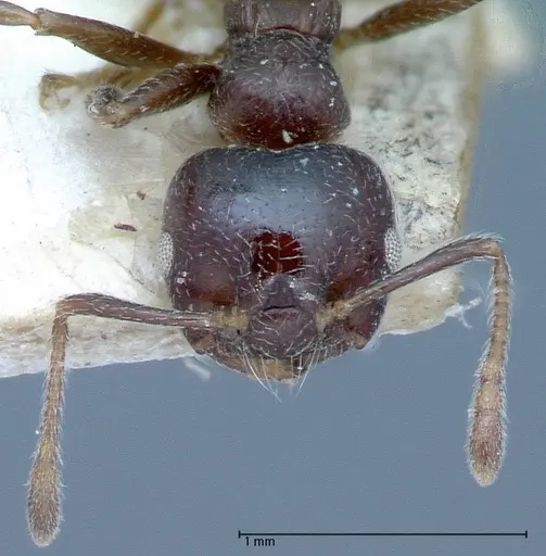 Crematogaster theta - FOCOL0061