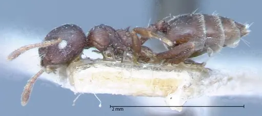 Crematogaster theta - FOCOL0061