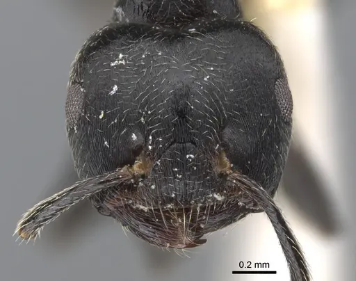 Crematogaster togoensis specimen