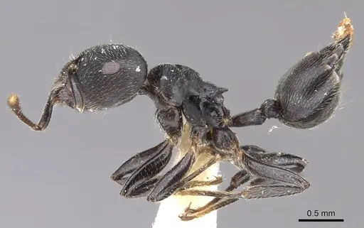 Crematogaster togoensis specimen