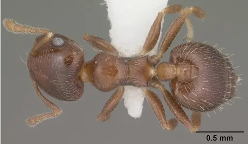 Crematogaster torosa specimen