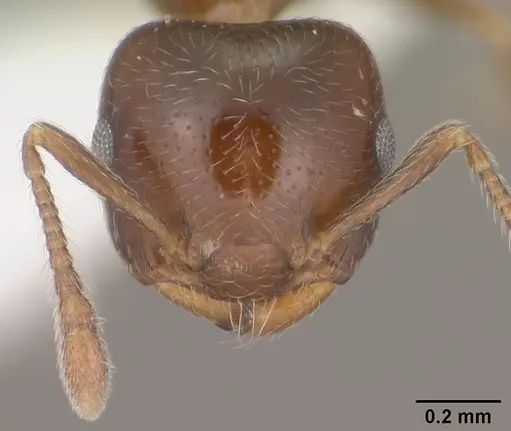 Crematogaster torosa specimen