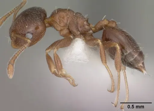Crematogaster torosa specimen
