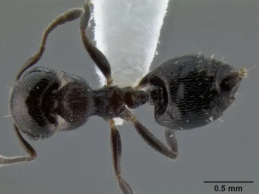 Crematogaster torosa - CASENT0193195