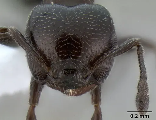 Crematogaster torosa - CASENT0193195