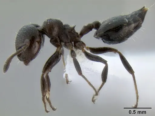 Crematogaster torosa - CASENT0193195
