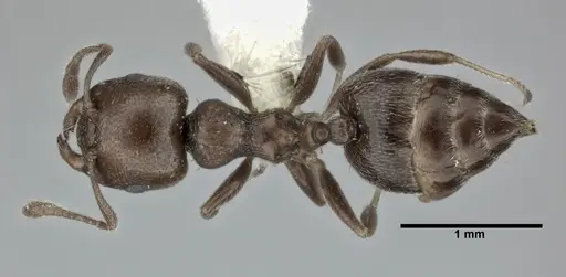 Crematogaster torosa - CASENT0246034