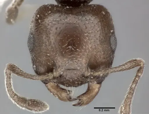 Crematogaster torosa - CASENT0246034