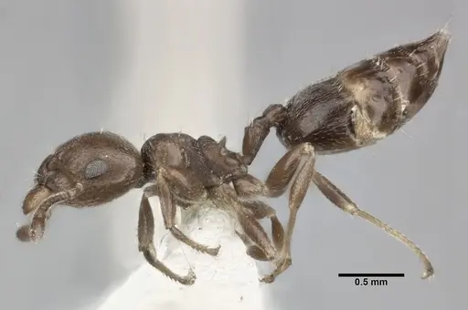 Crematogaster torosa - CASENT0246034