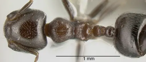 Crematogaster torosa - CASENT0625399
