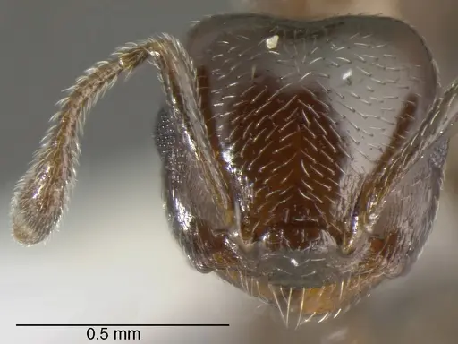 Crematogaster torosa - CASENT0625399