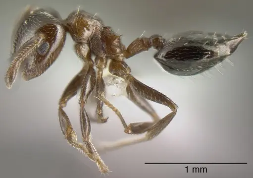 Crematogaster torosa - CASENT0625399