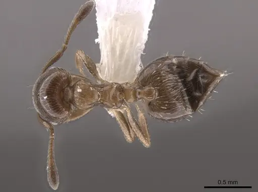 Crematogaster torosa - CASENT0637880