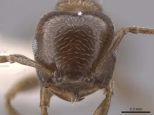 Crematogaster torosa - CASENT0637880